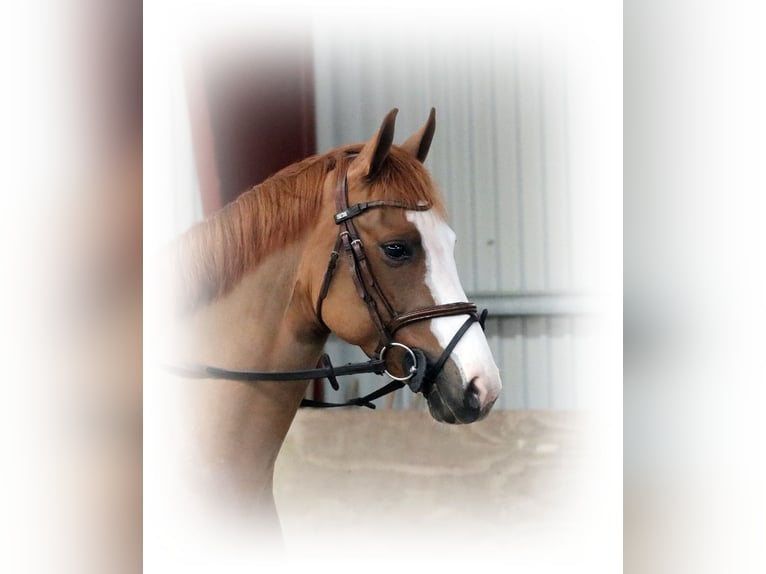 German Riding Pony Mare 5 years 15,1 hh Chestnut-Red in Wildeshausen