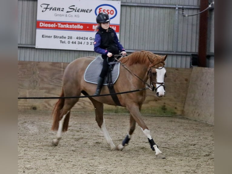 German Riding Pony Mare 5 years 15,1 hh Chestnut-Red in Wildeshausen