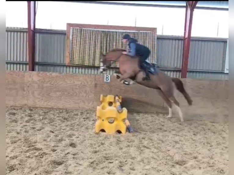 German Riding Pony Mare 5 years 15,1 hh Chestnut-Red in Wildeshausen