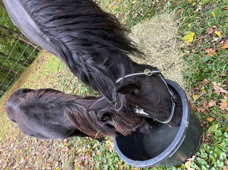 German Riding Pony Mare 5 years 16 hh Black in Auma-Weidatal