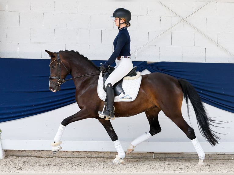 German Riding Pony Mare 5 years Brown in Marsberg