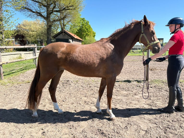 German Riding Pony Mare 5 years Chestnut-Red in Saerbeck