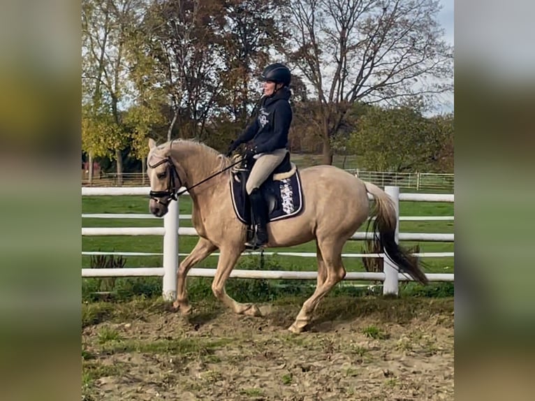 German Riding Pony Mare 5 years Palomino in Nienburg (Weser)