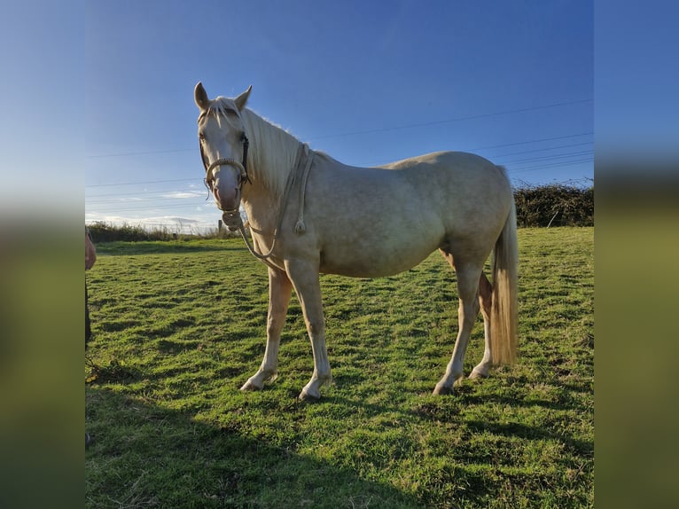 German Riding Pony Mix Mare 6 years 13,2 hh Palomino in Lütjenbug