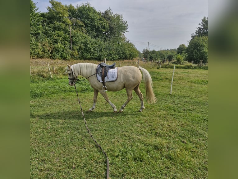 German Riding Pony Mix Mare 6 years 13,2 hh Palomino in Lütjenbug