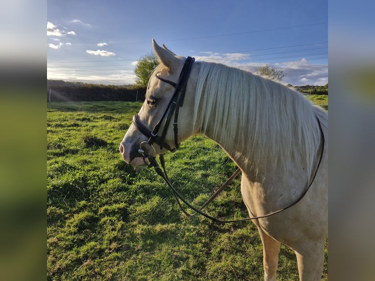 German Riding Pony Mix Mare 6 years 13,2 hh Palomino in Lütjenbug