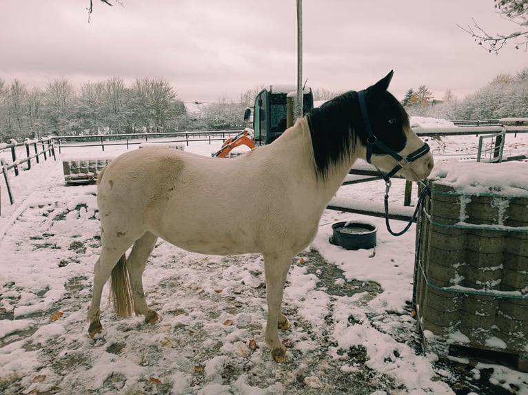 German Riding Pony Mare 6 years 13,2 hh Pinto in Wermelskirchen