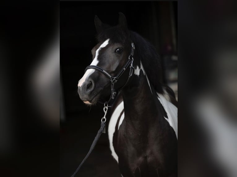 German Riding Pony Mix Mare 6 years 13,2 hh Pinto in Gföhl