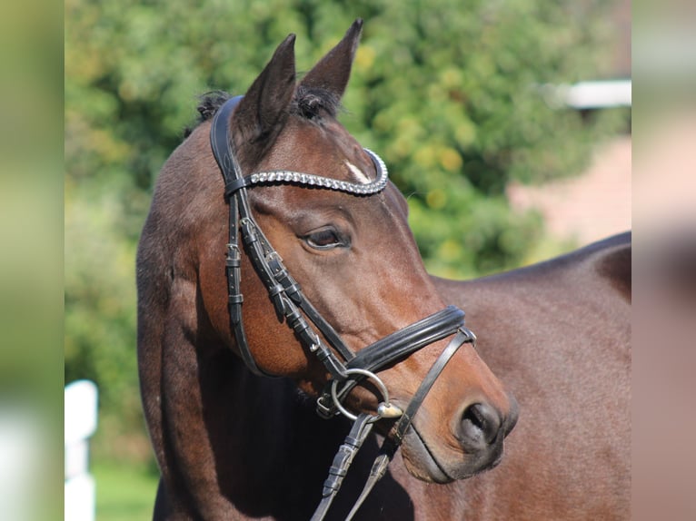 German Riding Pony Mare 6 years 13.3 hh Bay-Dark in Deinstedt