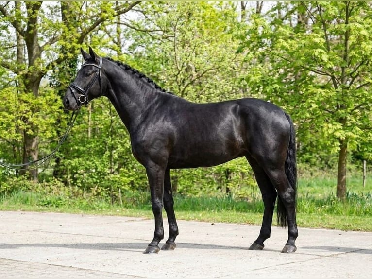 German Riding Pony Mare 6 years 13.3 hh Smoky-Black in Neumarkt an der Raab