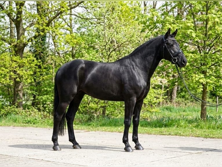 German Riding Pony Mare 6 years 13.3 hh Smoky-Black in Neumarkt an der Raab
