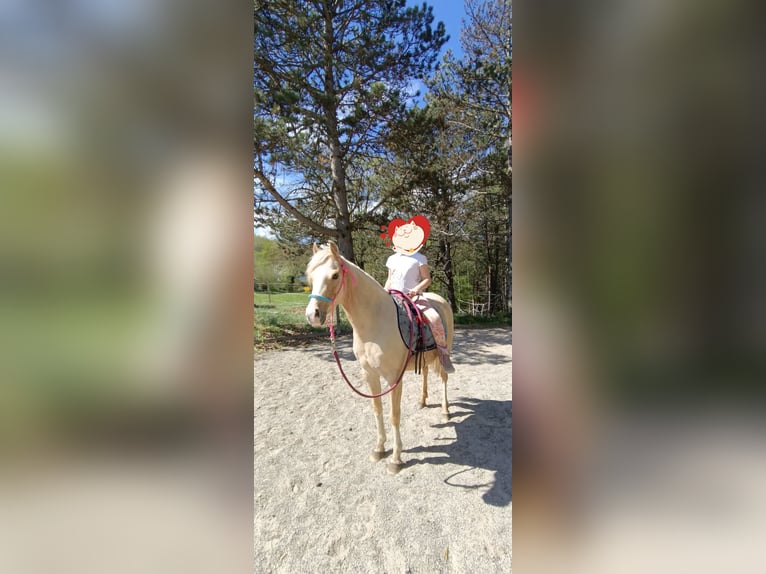 German Riding Pony Mare 6 years 13 hh Palomino in Mayerling