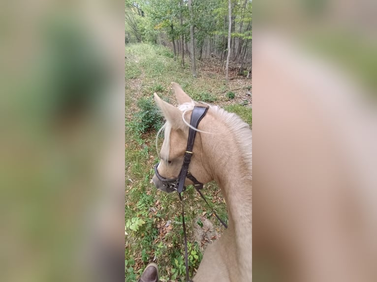 German Riding Pony Mare 6 years 13 hh Palomino in Mayerling