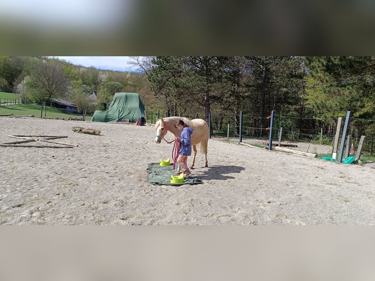 German Riding Pony Mare 6 years 13 hh Palomino in Mayerling