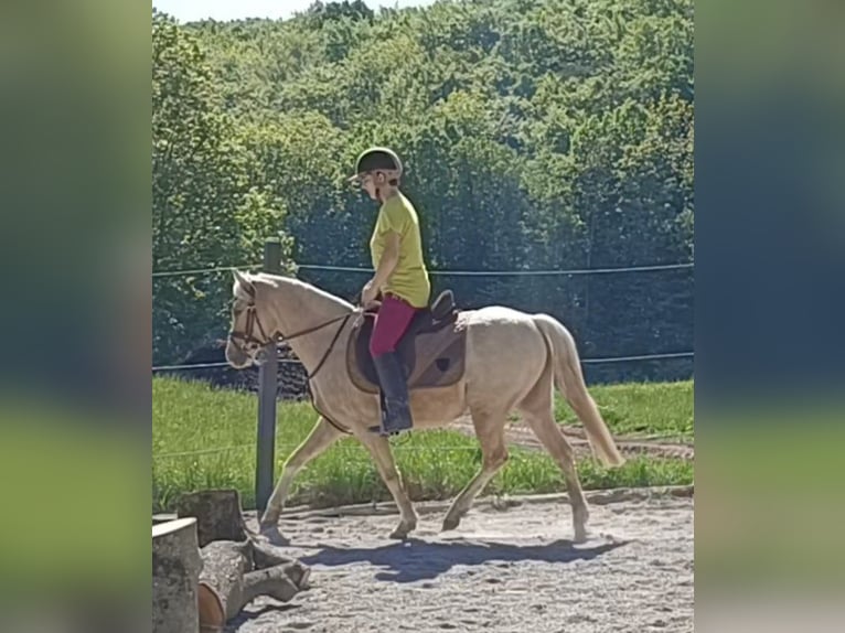 German Riding Pony Mare 6 years 13 hh Palomino in Mayerling