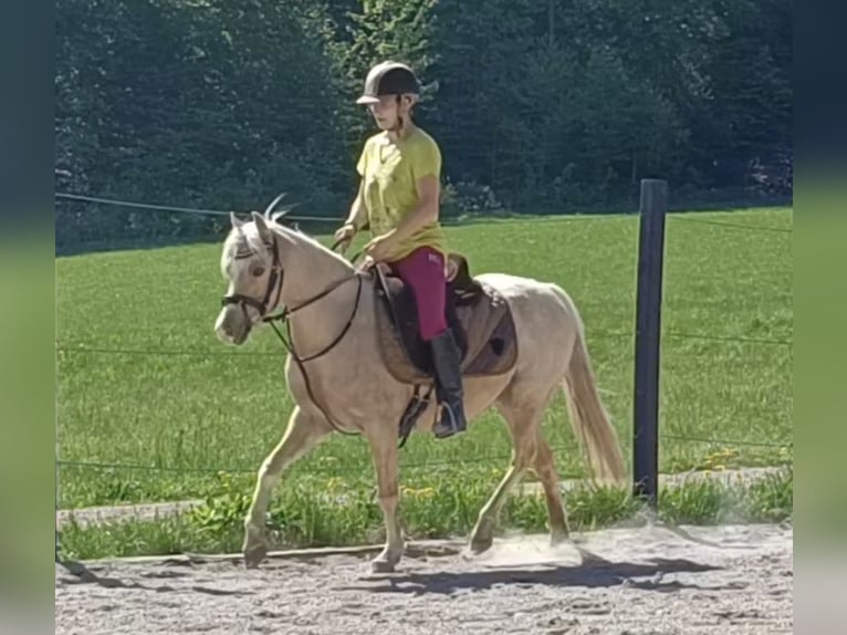 German Riding Pony Mare 6 years 13 hh Palomino in Mayerling