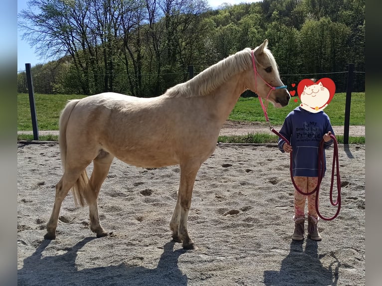 German Riding Pony Mare 6 years 13 hh Palomino in Mayerling