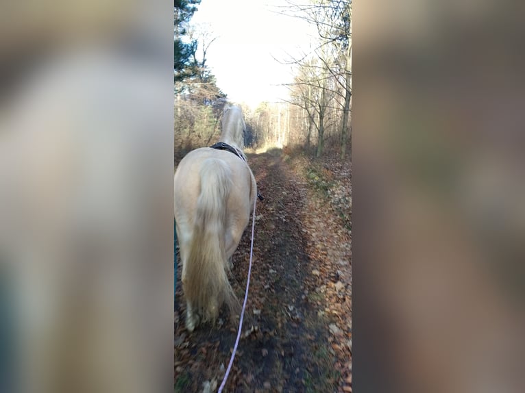 German Riding Pony Mare 6 years 13 hh Palomino in Mayerling