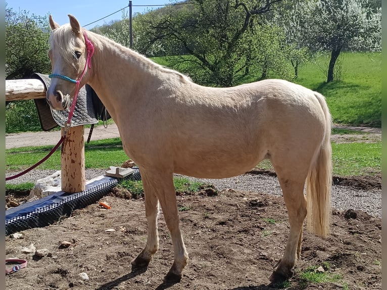 German Riding Pony Mare 6 years 13 hh Palomino in Mayerling