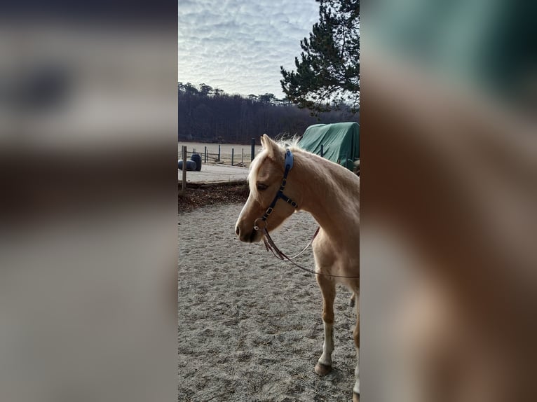 German Riding Pony Mare 6 years 13 hh Palomino in Mayerling