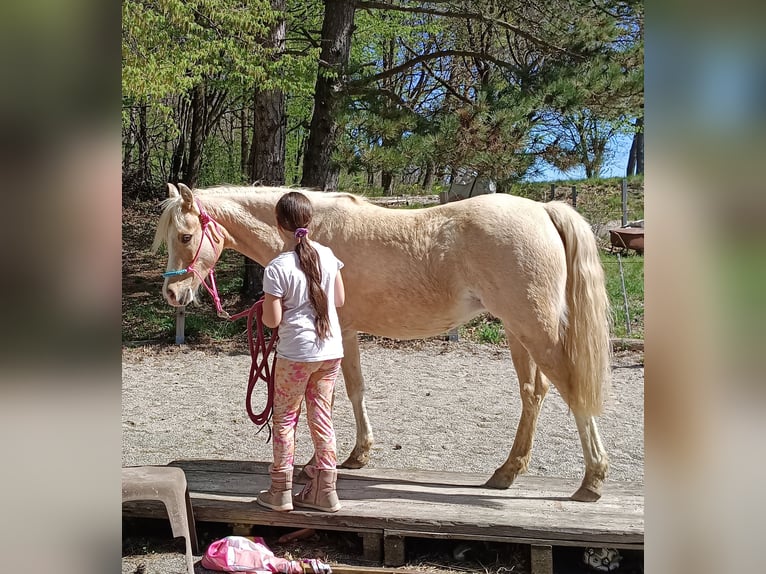 German Riding Pony Mare 6 years 13 hh Palomino in Mayerling