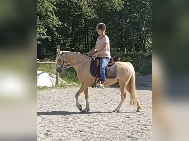German Riding Pony Mare 6 years 13 hh Palomino in Mayerling