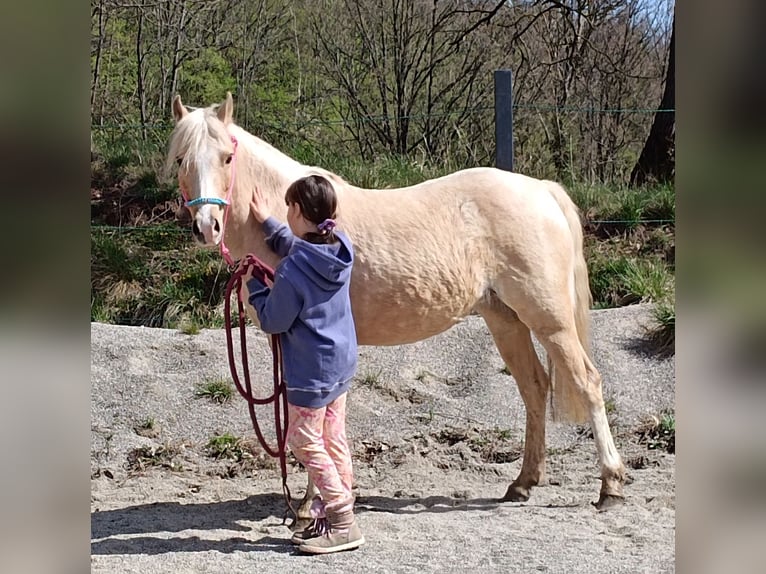 German Riding Pony Mare 6 years 13 hh Palomino in Mayerling