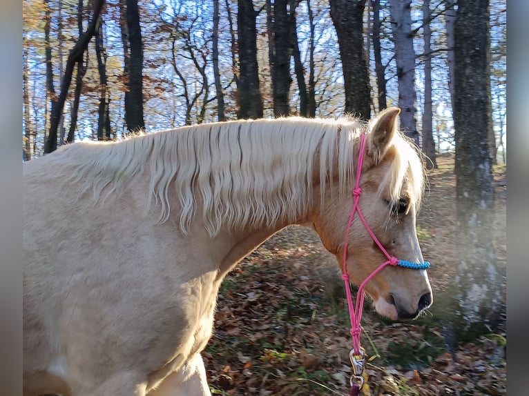 German Riding Pony Mare 6 years 13 hh Palomino in Mayerling