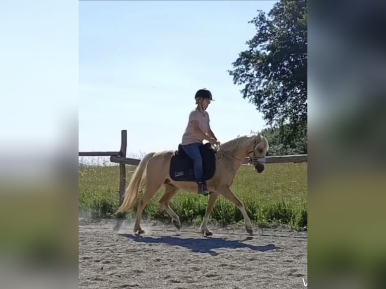 German Riding Pony Mare 6 years 13 hh Palomino in Mayerling