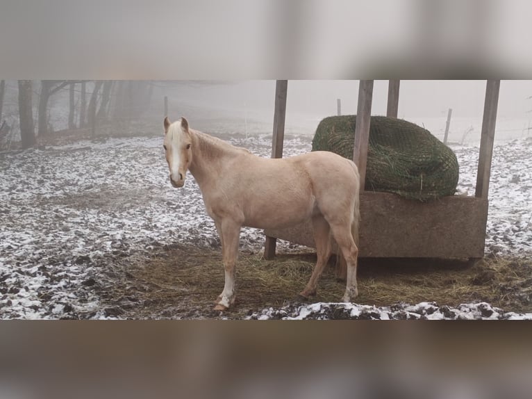 German Riding Pony Mare 6 years 13 hh Palomino in Mayerling