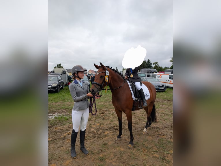 German Riding Pony Mare 6 years 13,2 hh Brown in Limbach-Oberfrohna