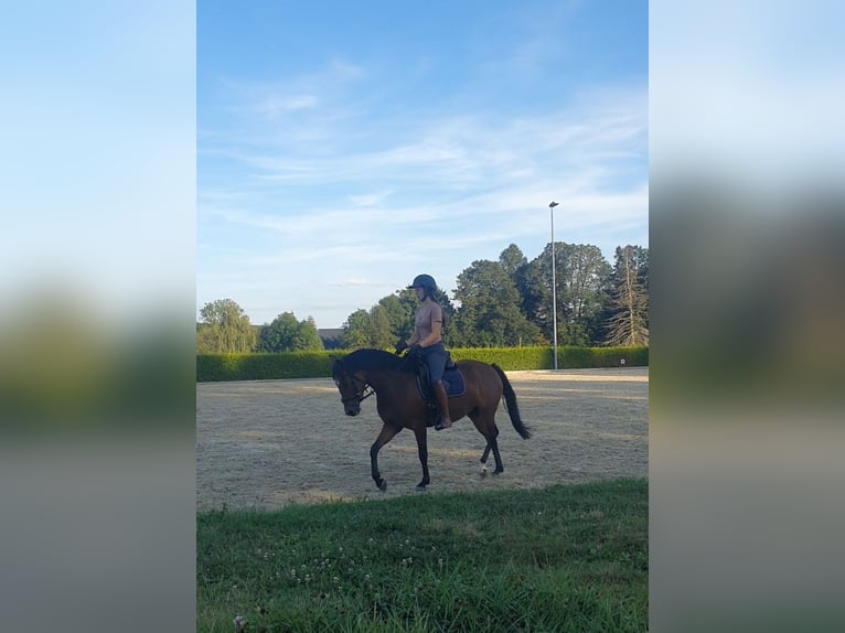 German Riding Pony Mare 6 years 13,2 hh Brown in Limbach-Oberfrohna