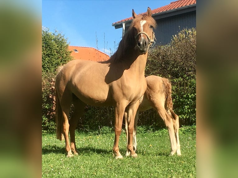 German Riding Pony Mare 6 years 13,2 hh Dun in Braunschweig