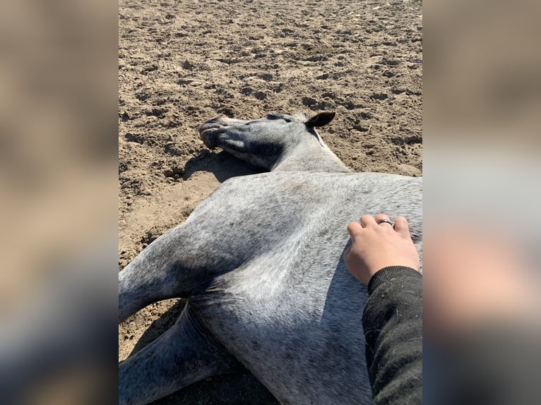 German Riding Pony Mix Mare 6 years 13,2 hh Pinto in Altlandsberg