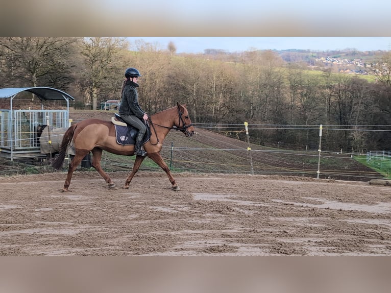 German Riding Pony Mare 6 years 13,3 hh Chestnut-Red in Morsbach