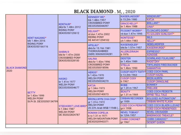 German Riding Pony Mare 6 years 14.1 hh Black in Emlichheim