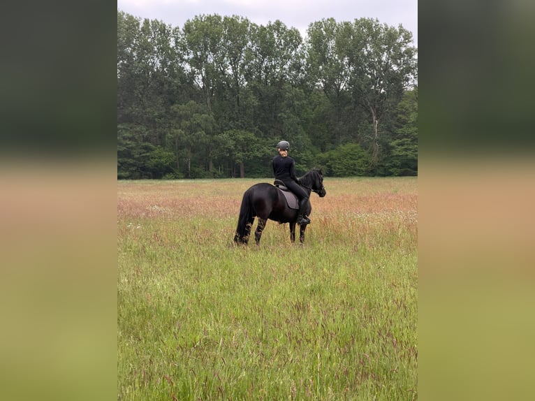 German Riding Pony Mare 6 years 14.1 hh Black in Beelen