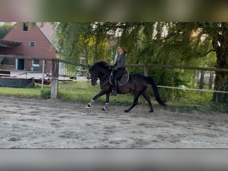 German Riding Pony Mare 6 years 14.1 hh Black in Beelen