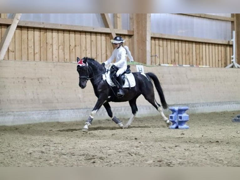 German Riding Pony Mare 6 years 14,1 hh Black in Haibach