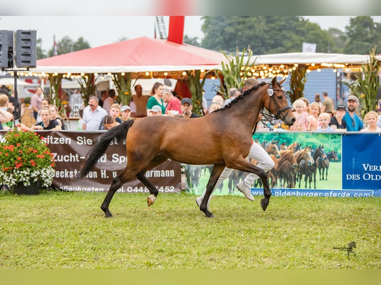 German Riding Pony Mare 6 years 14.1 hh Brown in Badbergen