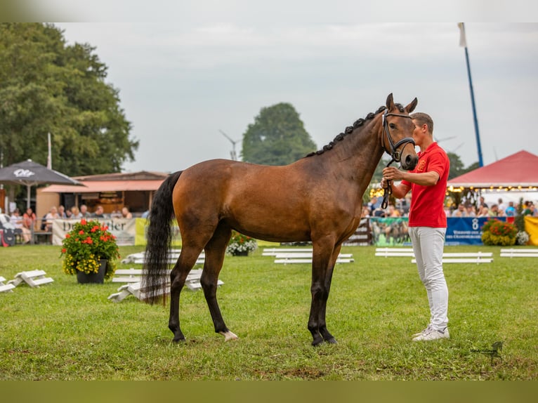 German Riding Pony Mare 6 years 14.1 hh Brown in Badbergen