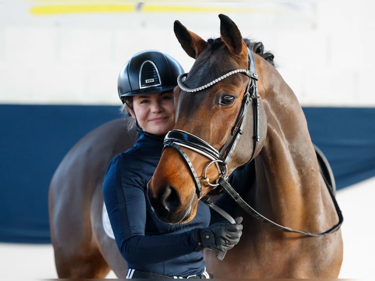 German Riding Pony Mare 6 years 14,1 hh Brown in Marsberg