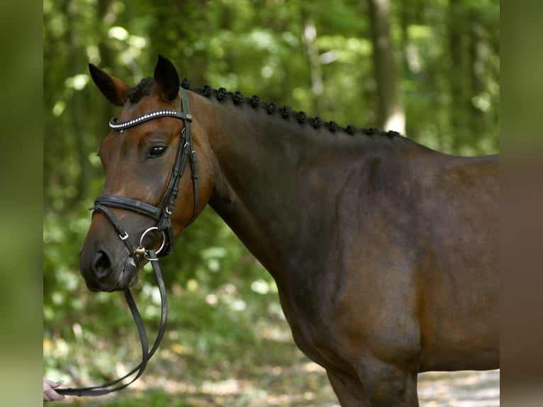 German Riding Pony Mare 6 years 14,1 hh Brown in Achern