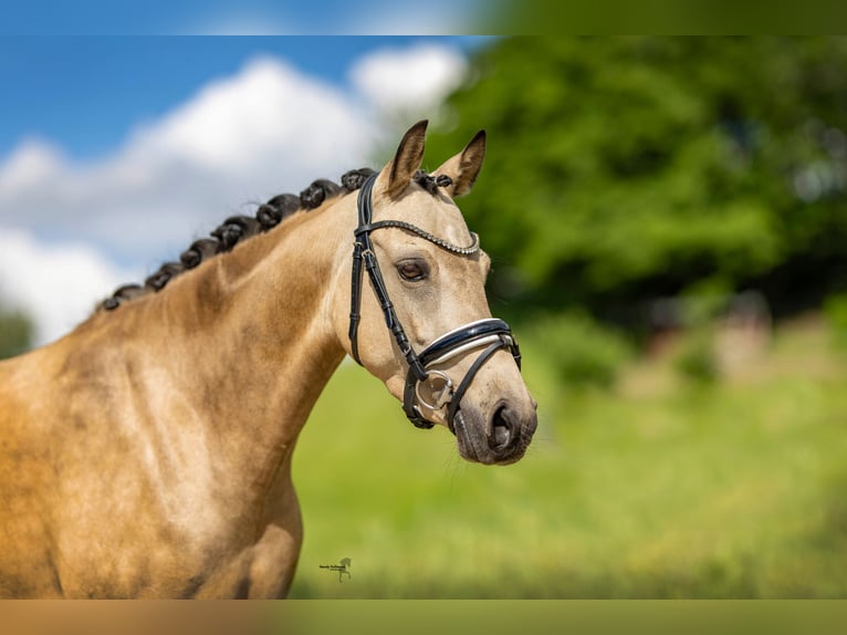 German Riding Pony Mare 6 years 14,1 hh Buckskin in Salzhemmendorf