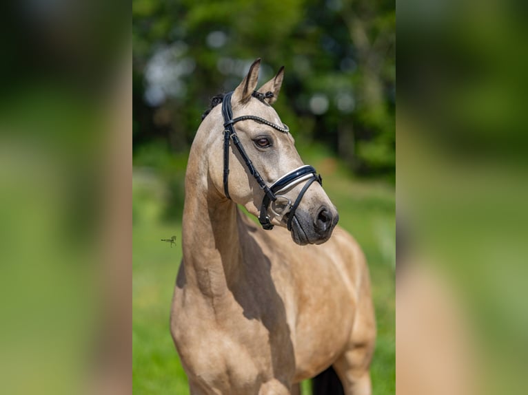 German Riding Pony Mare 6 years 14,1 hh Buckskin in Salzhemmendorf