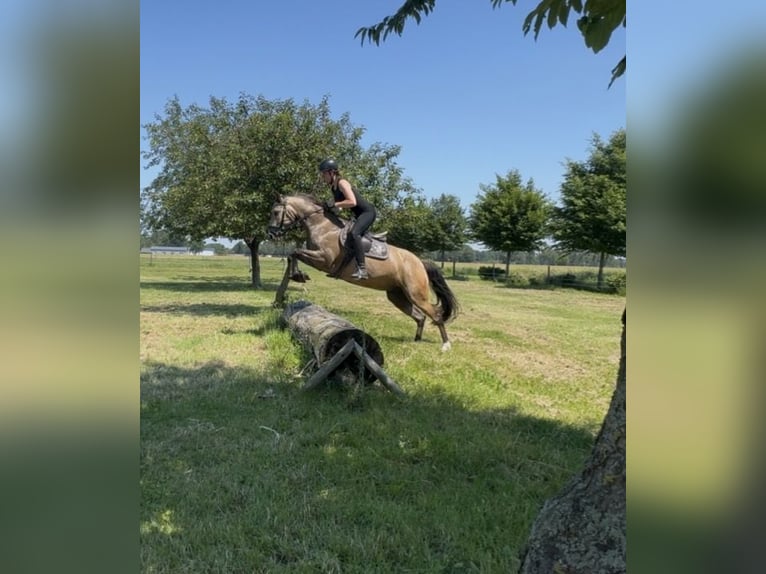 German Riding Pony Mare 6 years 14.1 hh Buckskin in Grasberg