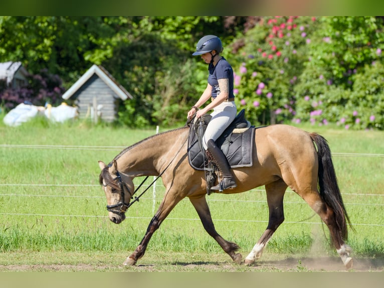 German Riding Pony Mare 6 years 14.1 hh Buckskin in Grasberg