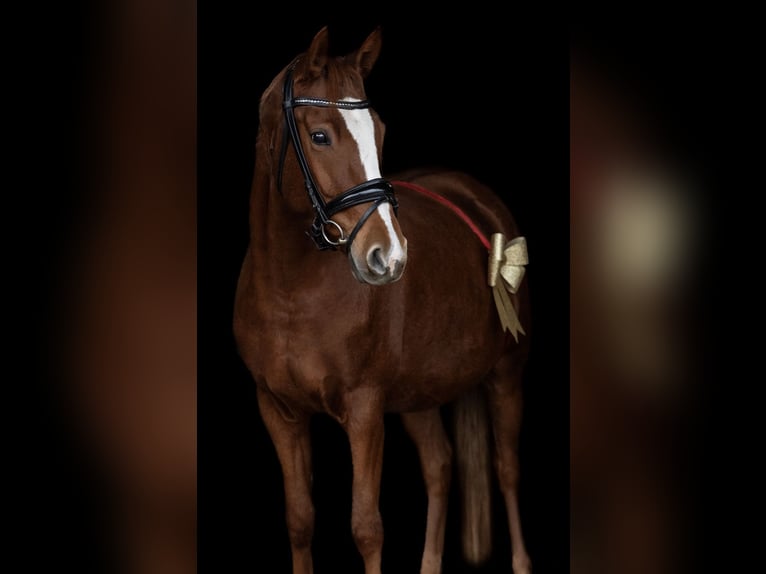German Riding Pony Mare 6 years 14.1 hh Chestnut-Red in Eberdingen