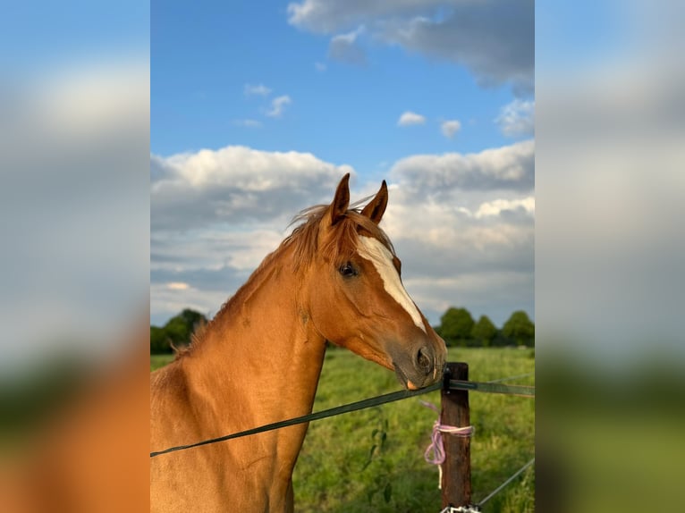 German Riding Pony Mare 6 years 14.1 hh Chestnut-Red in Wegberg
