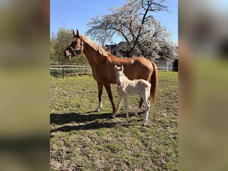 German Riding Pony Mare 6 years 14.1 hh Chestnut-Red in Wegberg